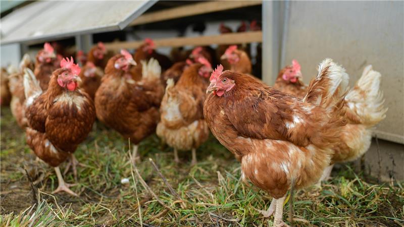 Besonders artgerecht leben Legehennen in sogenannten Mobilställen.