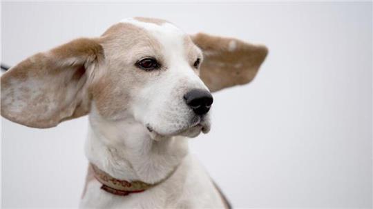 Besonders auffällig: Viele Hunde versuchen, ohne erkennbaren Grund zu flüchten oder schreien laut auf.