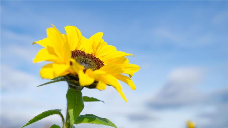 Besonders der Süden profitiert von der Wetterlage. 