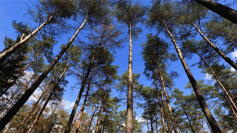 Besonders im Nadelwald steigt die Feuergefahr in Trockenphasen. (Archivbild)