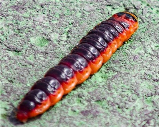 Besonders im Sommer laufen die bis zu 13 Zentimeter langen Weidenbohrer-Raupen auf Wegen umher. Foto: Paulin