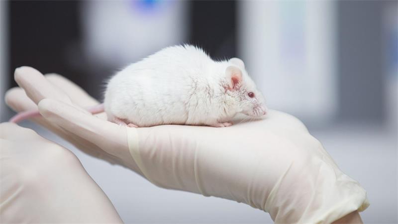 Besonders in der Grundlagenforschung sind Tierversuche noch immer sehr häufig.