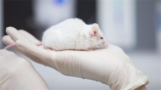 Besonders in der Grundlagenforschung sind Tierversuche noch immer sehr häufig.