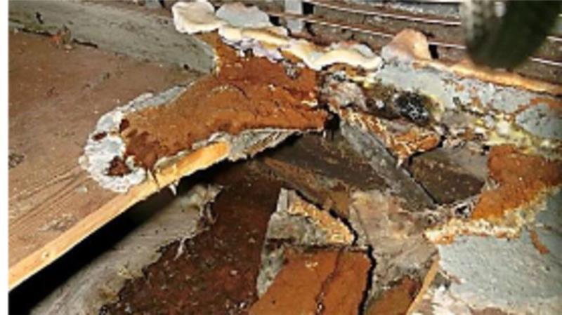 Schimmelbefall: Boxhalle in Assel soll abgerissen werden Besonders stark vom Hausschwamm befallene Bauteile - vor allem im Bodenbereich - wurden inzwischen unter Schutzvorkehrungen ausgebaut und entsorgt. Gelöst ist das Problem dadurch nicht.