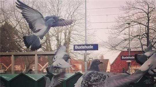 Besonders viele Tauben in Buxtehude leben am Bahnhof. Deshalb will die Stadttaubenhilfe dort einen Taubenschlag aufstellen.