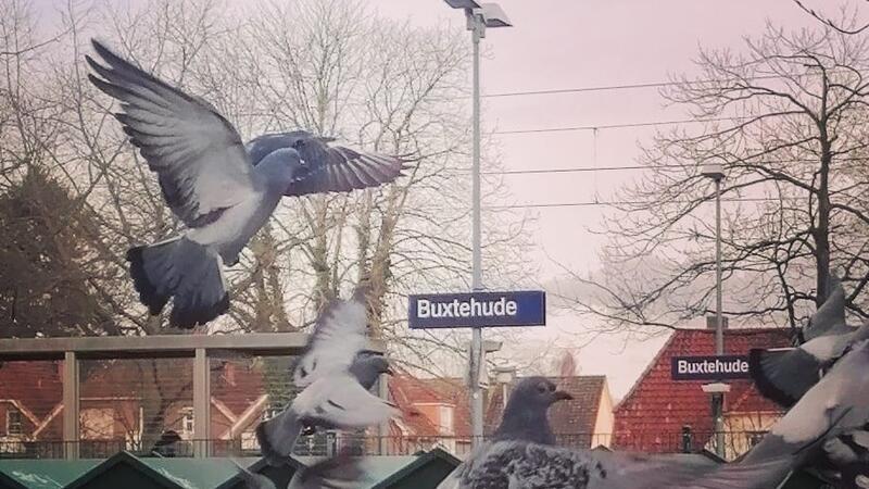 Besonders viele Tauben in Buxtehude leben am Bahnhof. Deshaln will die Stadttaubenhilfe dort einen Taubenschlag auftstellen.