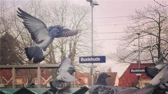 Besonders viele Tauben in Buxtehude leben am Bahnhof. Deshaln will die Stadttaubenhilfe dort einen Taubenschlag auftstellen.