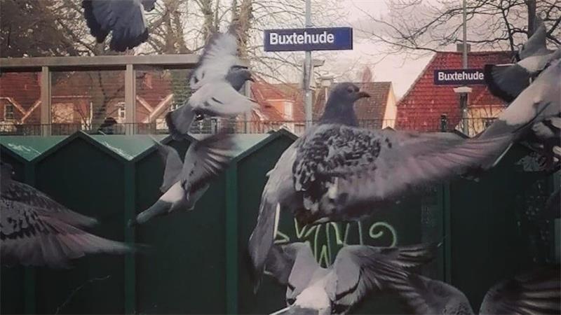 Besonders viele Tauben in Buxtehude leben in Bahnhofsnähe. (Archivbild)