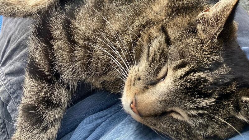 Kater Merlin angeschossen und schwer verletzt - Besitzer entsetzt Bessere Tage: Kater Merlin lebt seit vier Jahren in der Speckenbütteler Familie.