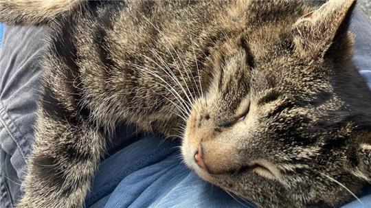 Bessere Tage: Kater Merlin lebt seit vier Jahren in der Speckenbütteler Familie.