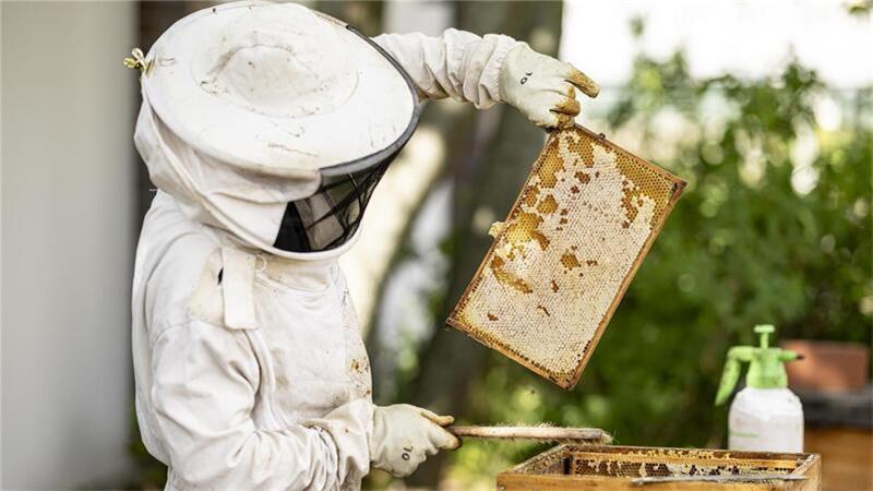 Jakobskreuzkraut: Gift im Honig nachgewiesen Besteht die Gefahr, dass Imker bei der Ernte das giftige Pyrrolizidin-Alkaloid in ihrem Honig haben?