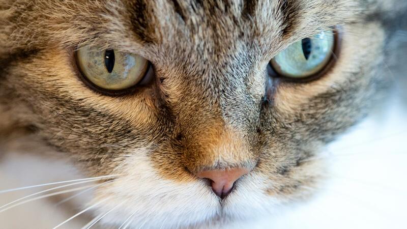 Weltkatzentag: Das sind die Katzen der TAGEBLATT-Leser ..Bestimmte Nervenzellen und eine Art Spiegel im Auge helfen Katzen beim Sehen.