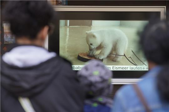 Besucher des Tierparks Hagenbeck schauen sich auf einem Monitor Videoaufnahmen des Eisbären-Babys an. Das kleine Eisbärenmädchen im Hamburger Tierpark Hagenbeck kam Mitte Dezember zur Welt und gehört zu den Publikumslieblingen. Foto: Marcus Brandt/dpa