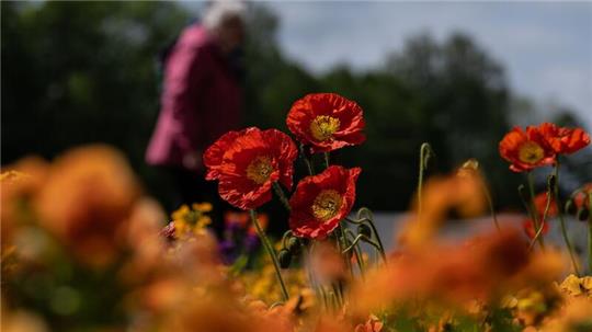 Besucher gehen bei der niedersächsischen Landesgartenschau  in Bad Gandersheim an Mohnblüten vorbei.