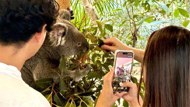Hinter der Kuschelfassade: Die erstaunliche Welt der Koalas Besucher können im Lone Pine Koala Sanctuary einen „Koala Moment“ buchen.