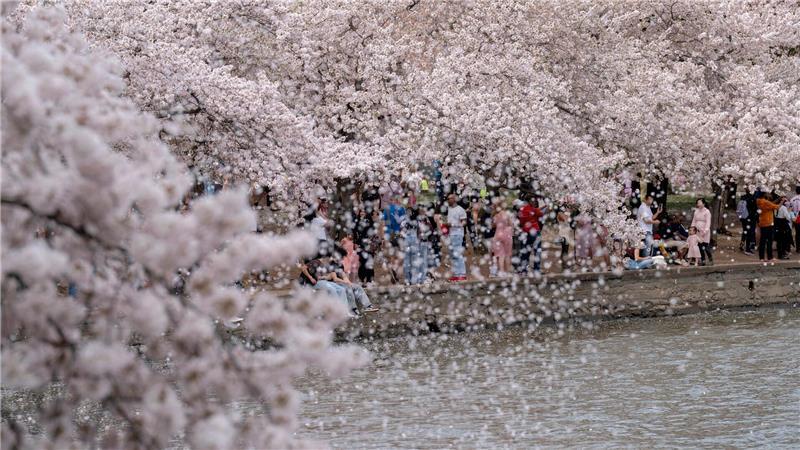Besucher spazieren am Tidal Basin in Washington, während die Kirschbäume in voller Blüte stehen.