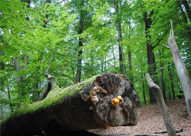 Betreten verboten: Teile des Landschaftsschutz- und Fauna-Flora -Habitat-Gebiets im neuen Naturschutzgebiet Neuklosterholz im Neukloster Forst werden bereits als Waldschutzgebiet bewirtschaftet. Foto Vasel