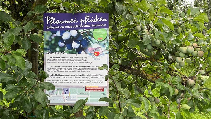 Blaue Wochen: Ernte der Pflaumen und der Zwetschen hat begonnen Betriebe wie der Herzapfelhof bieten auch Pflaumen zum Selbstpflücken an.