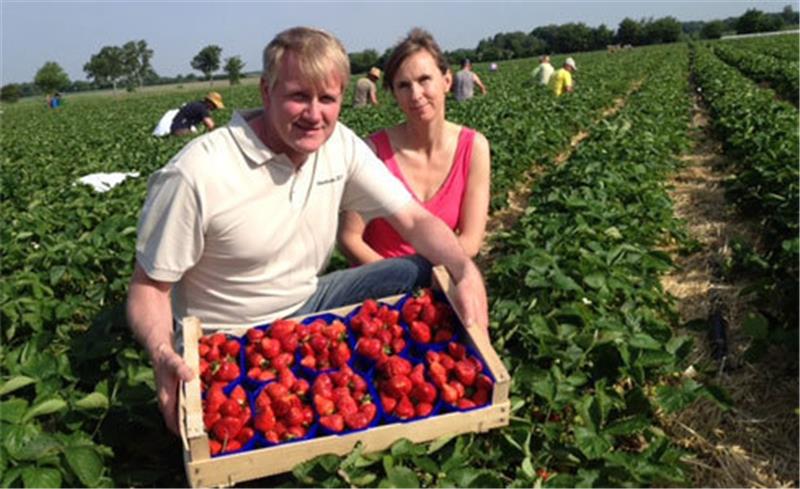 Bettina und Christoph Brunckhorst aus Buxtehude können die ersten Freiland-Erdbeeren zum Verkauf anbieten. Foto Vasel