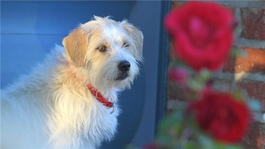 Betty ist der Fernsehhund der „Roten Rosen“. Die ARD-Telenova sucht einen zweiten Vierbeiner für seine neue Staffel.