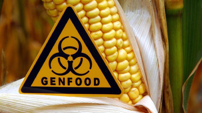 Bevor weniger strenge Gentechnik-Regeln endgültig beschlossen werden können, müssen sie noch in einem weiteren Schritt mit den EU-Staaten ausgehandelt werden.