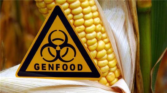 Bevor weniger strenge Gentechnik-Regeln endgültig beschlossen werden können, müssen sie noch in einem weiteren Schritt mit den EU-Staaten ausgehandelt werden.