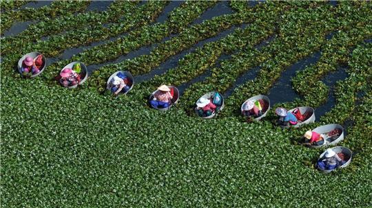 Bewohner von Huaian ernten in der ostchinesischen Provinz Jiangsu Wasserkastanien.