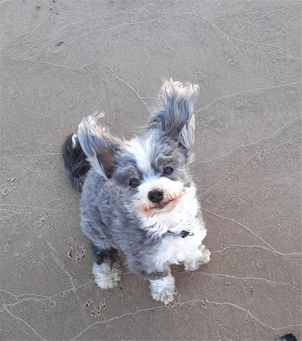 Bianca: "Krümel ist 13 Jahre alt und mein Seelenhund." 