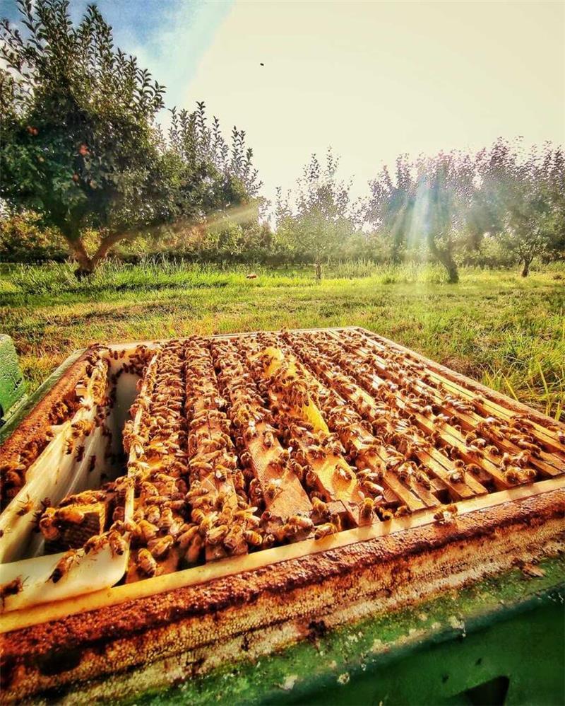 Bienen produzieren pro Volk durchschnittlich 20 bis 30 Kilo Honig jährlich, in guten Jahren sogar bis zu 60 Kilo.