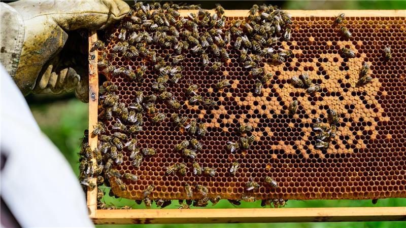 Trend Imkern: „Man darf den Zeitaufwand nicht unterschätzen“ Bienen sind an Waben auf dem Gelände vom Freilichtmuseum am Kiekeberg zu sehen.
