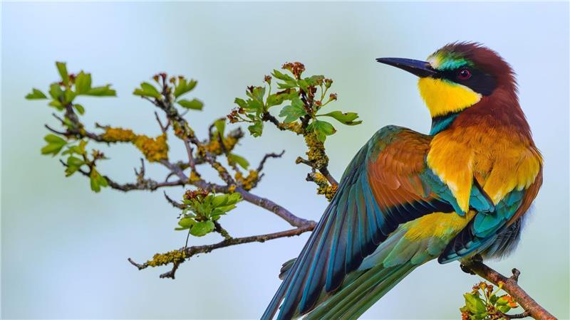 Bienenfresser spreizt sein Gefieder