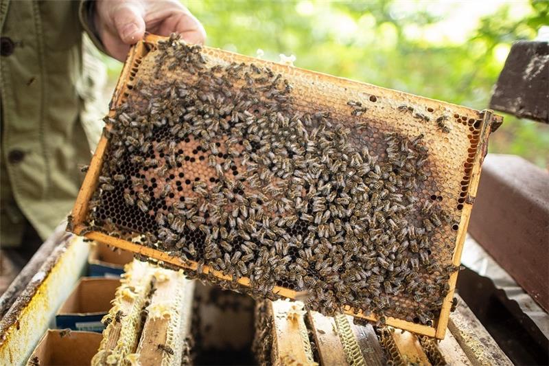 Bienenvölker dürften nicht aus der Schutzzone heraus oder in die Schutzzone hineingebracht werden. Foto: dpa-Bildfunk
