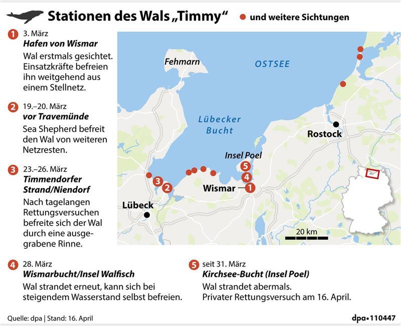 Rettungsaktion für den Buckelwal läuft – doch ein Problem bleibt