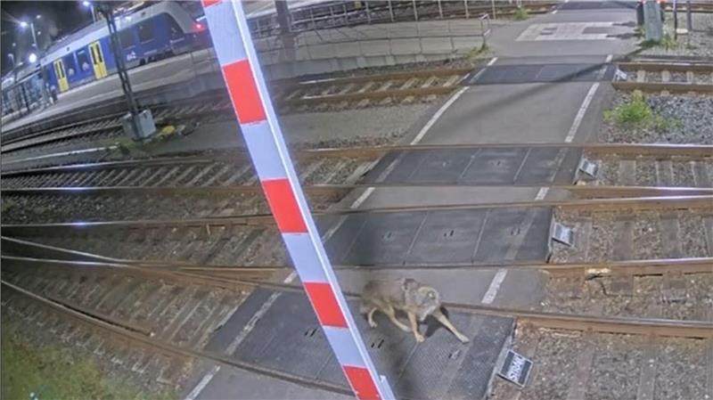 Wolf schleicht am EVB-Bahnhof in Bremervörde umher