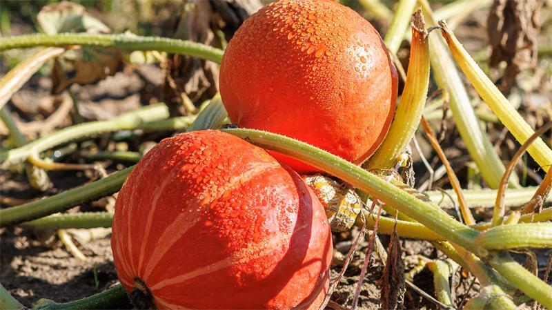 DIE KÜRBISSAISON 2026 STARTET – Jetzt unsere kleine Kürbis-Erlebniswelt besuchen! DIE KÜRBISSAISON 2026 STARTET – Jetzt unsere kleine Kürbis-Erlebniswelt besuchen!