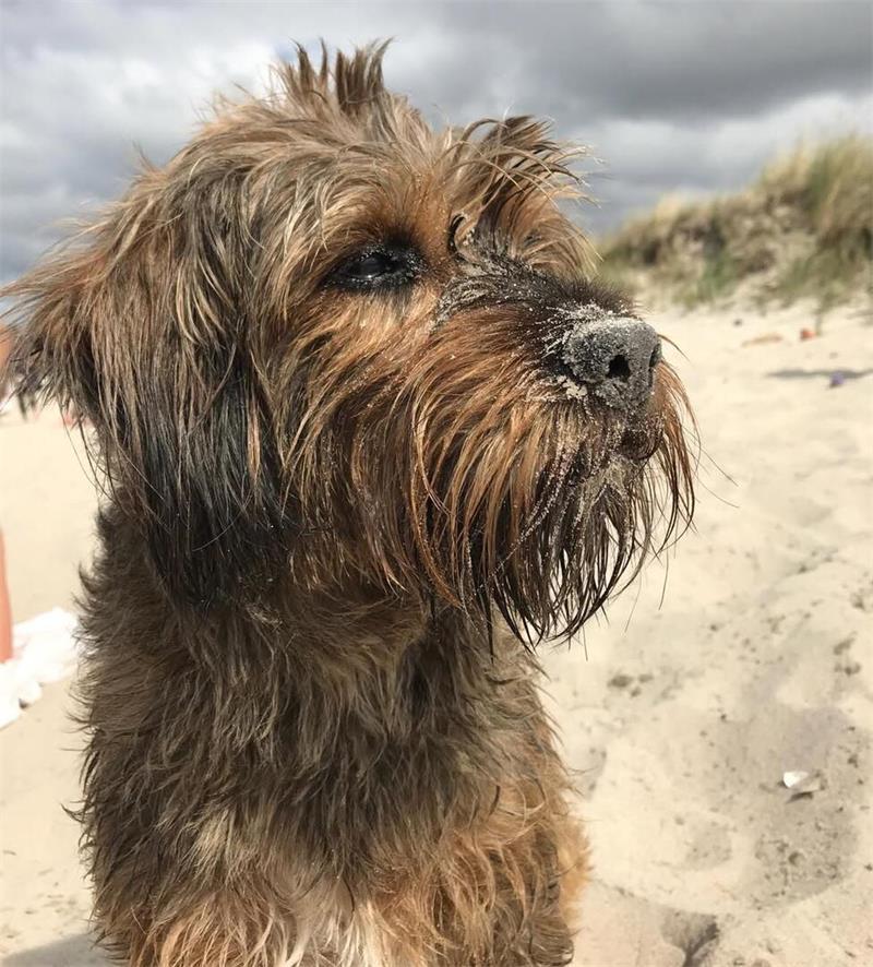 Die schönsten Hundefotos der TAGEBLATT-Leser 