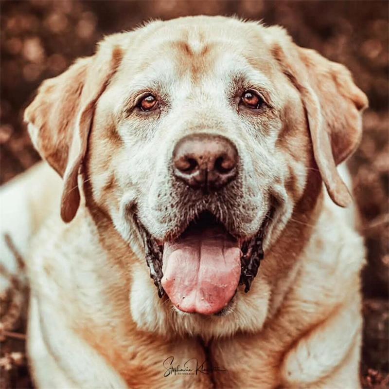 Die schönsten Hundefotos der TAGEBLATT-Leser 