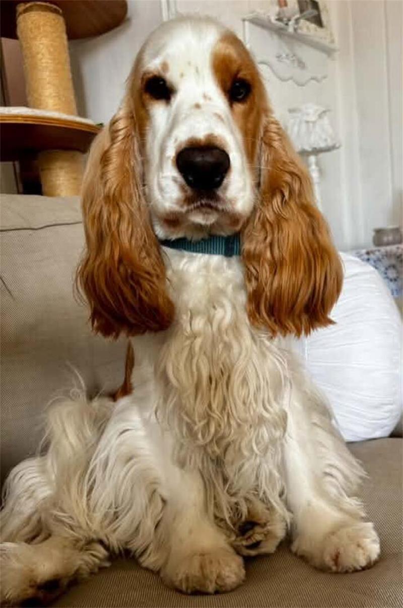 Die schönsten Hundefotos der TAGEBLATT-Leser 