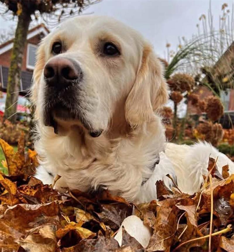 Die schönsten Hundefotos der TAGEBLATT-Leser 