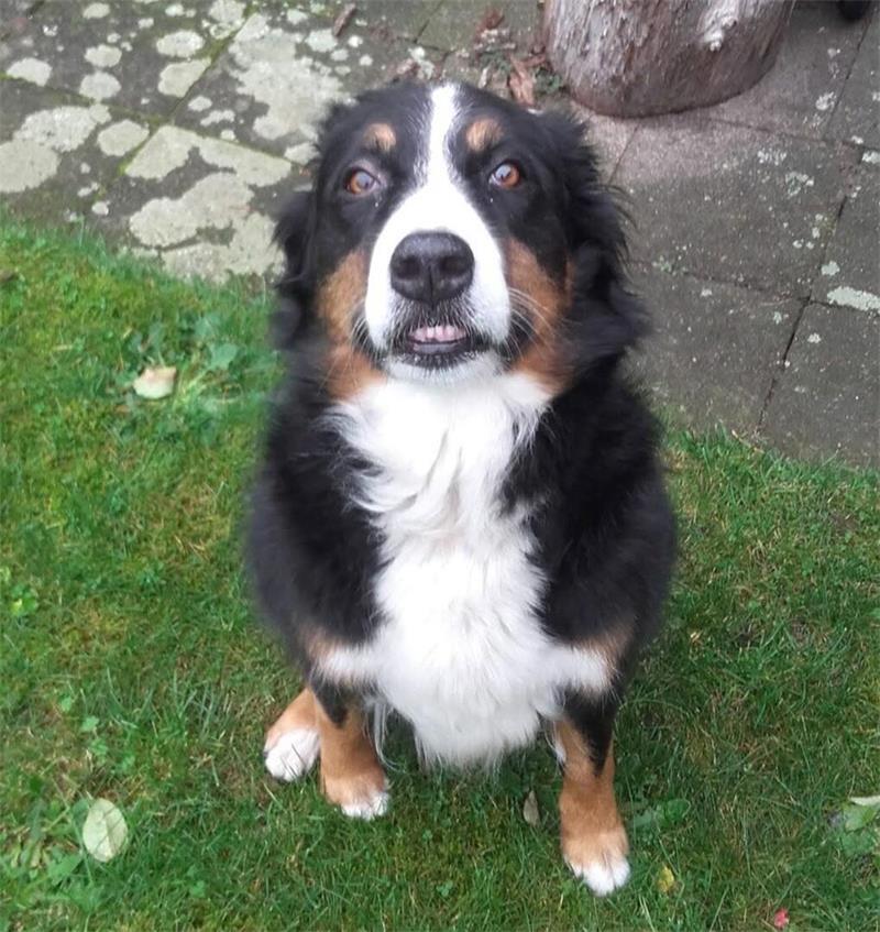 Die schönsten Hundefotos der TAGEBLATT-Leser 