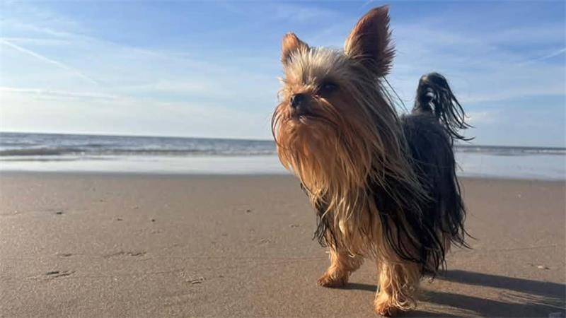 Die schönsten Hundefotos der TAGEBLATT-Leser 