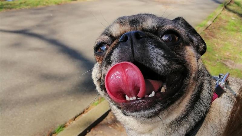 Die schönsten Hundefotos der TAGEBLATT-Leser 