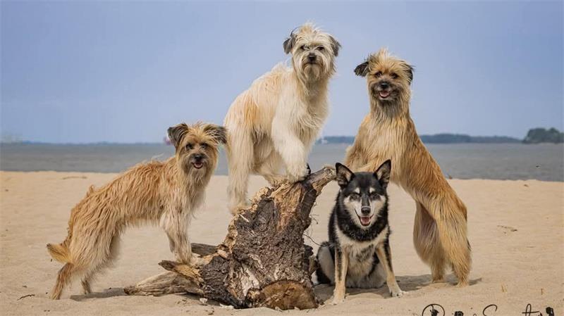Die schönsten Hundefotos der TAGEBLATT-Leser 