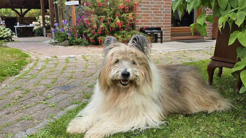 Die schönsten Hundefotos der TAGEBLATT-Leser 