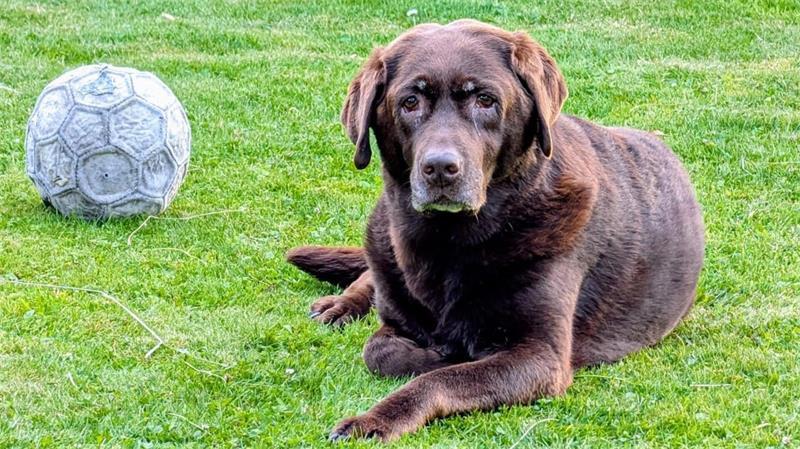 Die schönsten Hundefotos der TAGEBLATT-Leser 