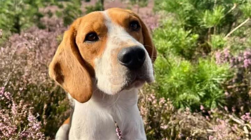 Die schönsten Hundefotos der TAGEBLATT-Leser 