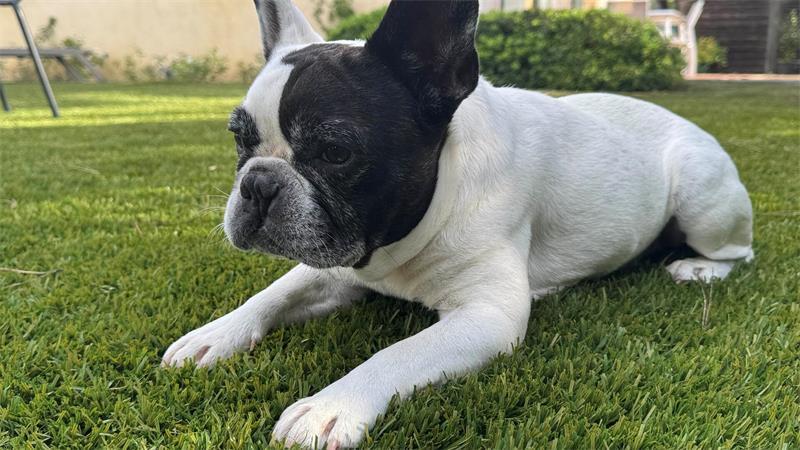 Die schönsten Hundefotos der TAGEBLATT-Leser 