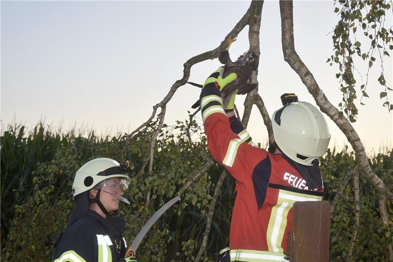Harsefelder Feuerwehr rettet Raubvogel Harsefelder Feuerwehr rettet Raubvogel