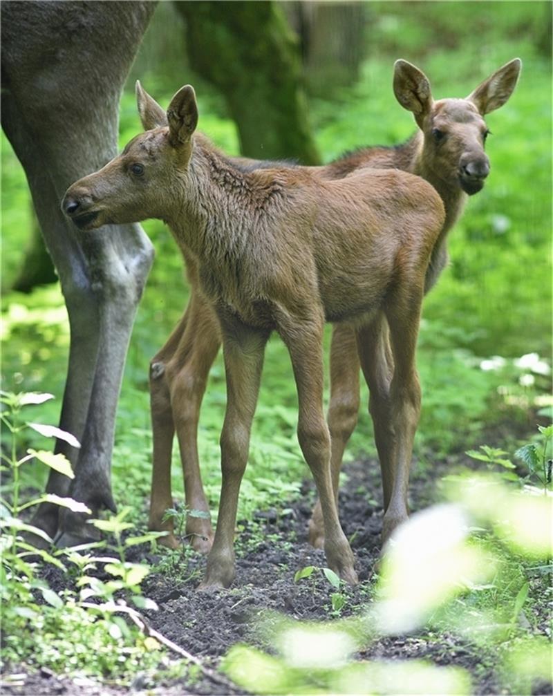 Nachwuchs bei den Elchen im Wildpark Schwarze Berge