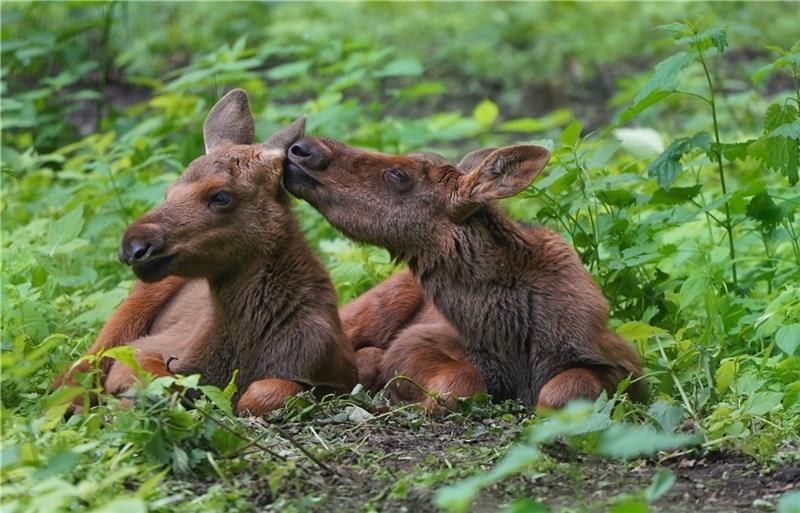 Nachwuchs bei den Elchen im Wildpark Schwarze Berge